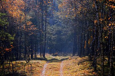 Frühlingsfoto von Czeslaw Gorski-001_herbstfoto-czeslaw-gorski-weg-im-wald