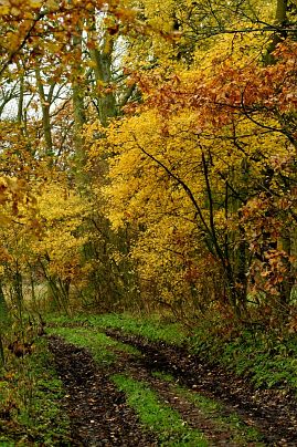 Frühlingsfoto von Czeslaw Gorski-007_herbstfoto-czeslaw-gorski-goldener-herbst-weg-im-wald