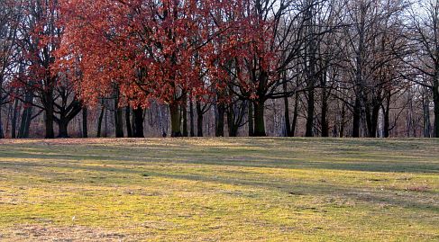 Frühlingsfoto von Czeslaw Gorski-010_herbstfoto-czeslaw-gorski-buchenwald
