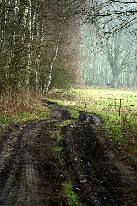Frühlingsfoto von Czeslaw Gorski-011_herbstfoto-czeslaw-gorski-schlammiger-weg-im-wald