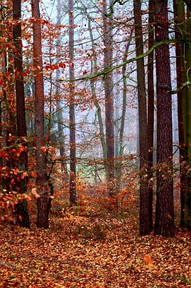 Frühlingsfoto von Czeslaw Gorski-012_herbstfoto-czeslaw-gorski-roter-wald