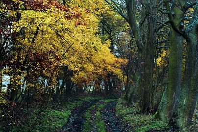 Frühlingsfoto von Czeslaw Gorski-013_herbstfoto-czeslaw-gorski-schlammiger-weg-im-wald