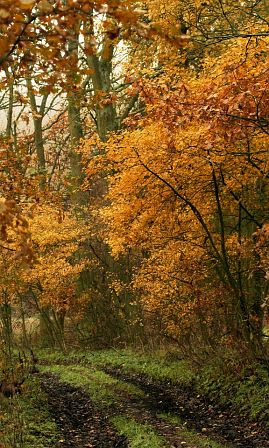 Frühlingsfoto von Czeslaw Gorski-014_herbstfoto-czeslaw-gorski-schlammiger-weg-im-wald