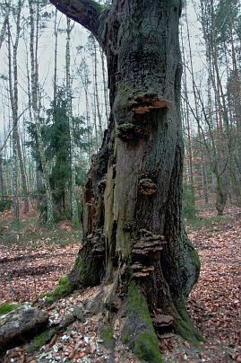 Frühlingsfoto von Czeslaw Gorski-015_herbstfoto-czeslaw-gorski-alte-buche