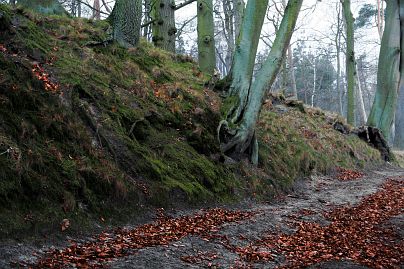 Frühlingsfoto von Czeslaw Gorski-016_herbstfoto-czeslaw-gorski-weg-im-buchenwald