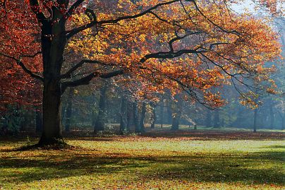Frühlingsfoto von Czeslaw Gorski-017_herbstfoto-czeslaw-gorski-herbst-im-park