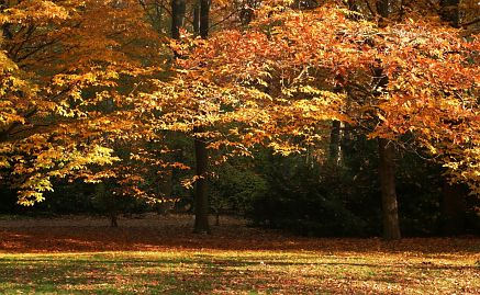 Frühlingsfoto von Czeslaw Gorski-018_herbstfoto-czeslaw-gorski-herbst-im-park