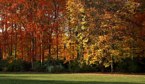 Frühlingsfoto von Czeslaw Gorski-019_herbstfoto-czeslaw-gorski-herbst-im-park