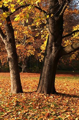 Frühlingsfoto von Czeslaw Gorski-020_herbstfoto-czeslaw-gorski-herbst-im-park