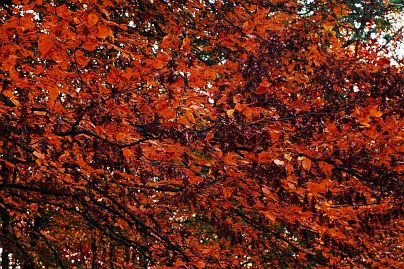 Frühlingsfoto von Czeslaw Gorski-021_herbstfoto-czeslaw-gorski-rote-buchen
