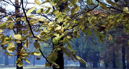 Frühlingsfoto von Czeslaw Gorski-022_herbstfoto-czeslaw-gorski-nebliger-park