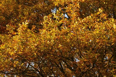 Frühlingsfoto von Czeslaw Gorski-023_herbstfoto-czeslaw-gorski-goldene-herbstblaetter