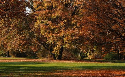 Frühlingsfoto von Czeslaw Gorski-025_herbstfoto-czeslaw-gorski-birkenwald