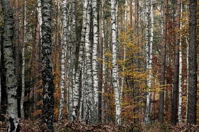 Frühlingsfoto von Czeslaw Gorski-026_herbstfoto-czeslaw-gorski-birkenwald