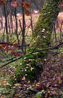 Frühlingsfoto von Czeslaw Gorski-032_herbstfoto-czeslaw-gorski-gelber-wald