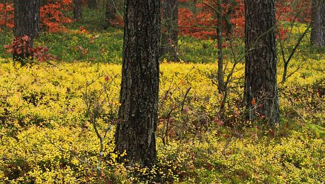 Frühlingsfoto von Czeslaw Gorski-033_herbstfoto-czeslaw-gorski-dunkler-herbstwald