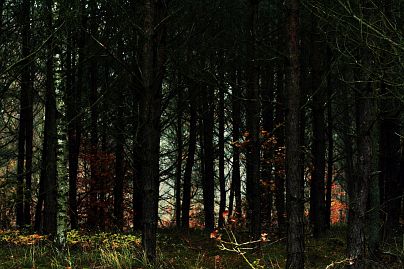 Frühlingsfoto von Czeslaw Gorski-034_herbstfoto-czeslaw-gorski-dunkler-herbstwald