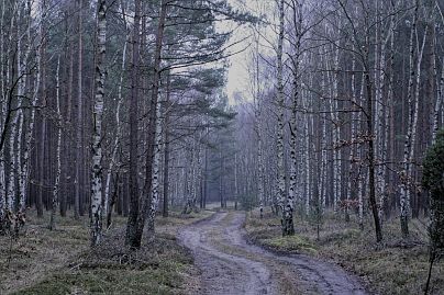 Frühlingsfoto von Czeslaw Gorski-036_herbstfoto-czeslaw-gorski-frostiger-birkenwald