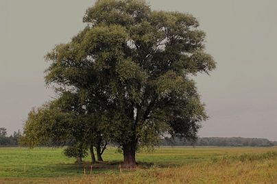 Frühlingsfoto von Czeslaw Gorski-038_herbstfoto-czeslaw-gorski-einsame-buche-auf-der-wiese