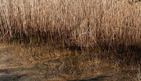 Frühlingsfoto von Czeslaw Gorski-039_herbstfoto-czeslaw-gorski-wasser-am-stettiner-haff