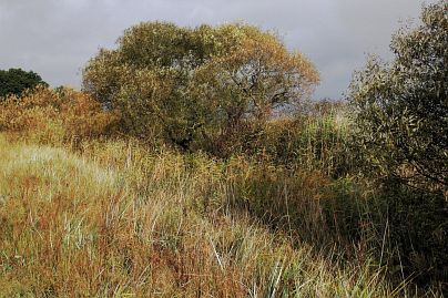 Frühlingsfoto von Czeslaw Gorski-040_herbstfoto-czeslaw-gorski-wilde-wiese