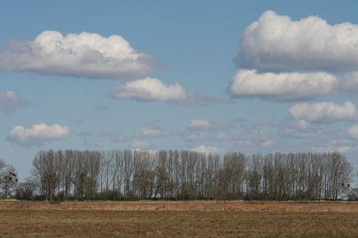 Frühlingsfoto von Czeslaw Gorski-044_herbstfoto-czeslaw-gorski-pappeln-auf-der-wiese