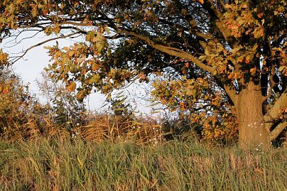 Frühlingsfoto von Czeslaw Gorski-046_herbstfoto-czeslaw-gorski-herbstliche-eiche