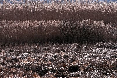 Frühlingsfoto von Czeslaw Gorski-047_herbstfoto-czeslaw-gorski-glaenzendes-schilf