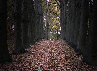 Frühlingsfoto von Czeslaw Gorski-048_herbstfoto-czeslaw-gorski-park-im-lebehn-reihen-alter-buchen