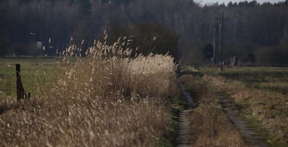 Frühlingsfoto von Czeslaw Gorski-065_herbstgraeser