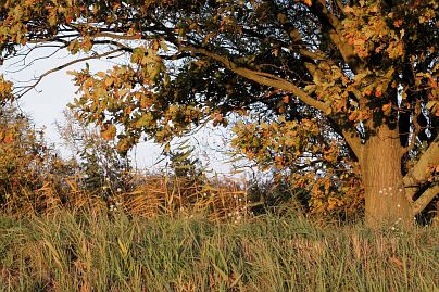Herbstfoto von Czeslaw Gorski-046-herbstfoto-czeslaw-gorski-herbstliche-eiche