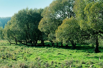 Frühlingsfoto von Czeslaw Gorski-005_eine-reihe-gruener-weiden-auf-einer-fruehlingswiese