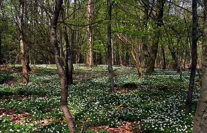 Frühlingsfoto von Czeslaw Gorski-006_freuhling,-bleuhende-anemonen-im-wald