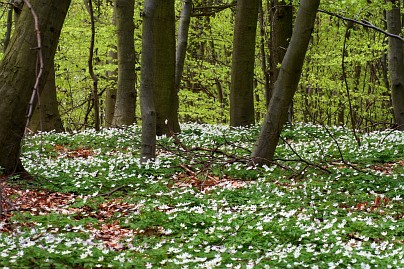 Frühlingsfoto von Czeslaw Gorski-007_freuhling,-bleuhende-anemonen-im-wald-auf-einer-waldlichtung