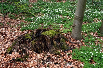 Frühlingsfoto von Czeslaw Gorski-008_freuhling,-bleuhende-anemonen-und-ein-fauler-baumstumpf