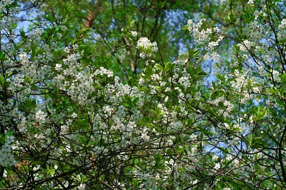 Frühlingsfoto von Czeslaw Gorski-009_freuhling,-bleuhende-beusche