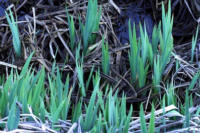 Frühlingsfoto von Czeslaw Gorski-010_freuhling,-iris-im-wasser