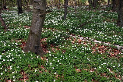 Frühlingsfoto von Czeslaw Gorski-011_freuhling,-viele-bleuhende-anemonen-im-wald