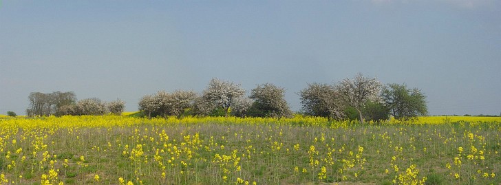 Frühlingsfoto von Czeslaw Gorski-012_freuhlingswiese-an-der-strasse-bei-krackow