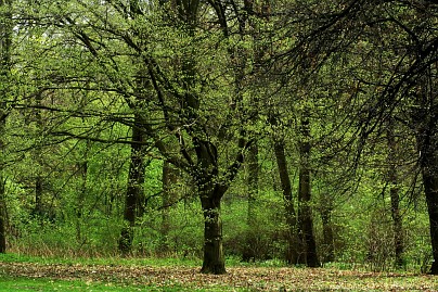 Frühlingsfoto von Czeslaw Gorski-013_frisches-fruehlingsgruen-im-wald