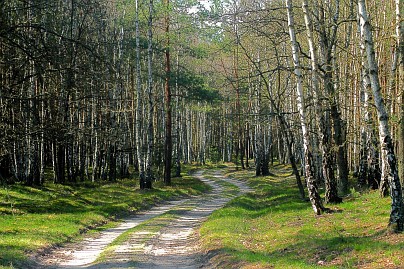 Frühlingsfoto von Czeslaw Gorski-014_fruehling,-birkenwald,-kurvenreiche-forststrasse