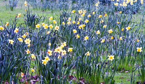 Frühlingsfoto von Czeslaw Gorski-015_fruehlingswiese-und-bluehende-narzisse