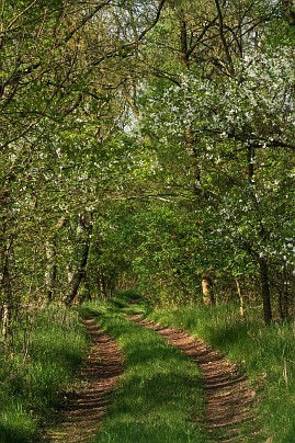 Frühlingsfoto von Czeslaw Gorski-017_laendlicher-feldweg-und-bluehende-kirschbaeume
