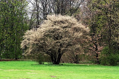 Frühlingsfoto von Czeslaw Gorski-020_wiese-im-park,-bluehender-fruehlingsbaum