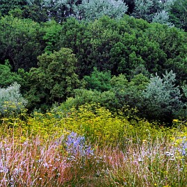 Sommer Foto von Czeslaw Gorski-005-eine-farbenfrohe-lichtung-vor-dem-hintergrund-des-waldes