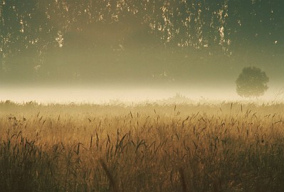 Sommer Foto von Czeslaw Gorski-017-leichter-nebel-ueber-der-wiese