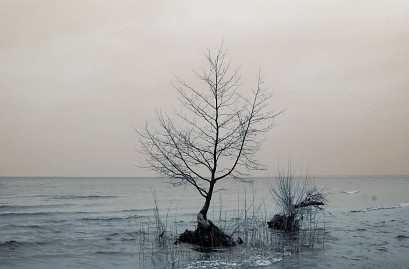Winterfoto von Czeslaw Gorski-001_baum-im-wintermeer