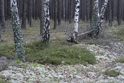 Winterfoto von Czeslaw Gorski-002_birkenwald,-waldboden-mit-schnee-bedeckt