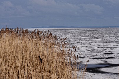 Winterfoto von Czeslaw Gorski-015_gefrorenes-schilf-im-stettiner-haff