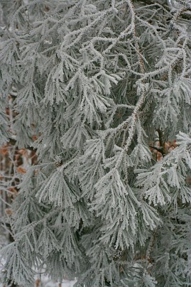 Winterfoto von Czeslaw Gorski-020_mit-raureif-bedecktes-kiefernholz